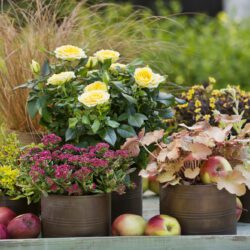 Blüten und Blätter werden bunt!