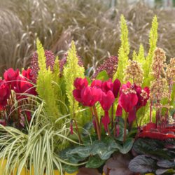 Blüten und Blätter werden bunt!