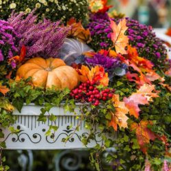 Blüten und Blätter werden bunt!