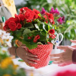 Sommerzeit ist Gartenzeit