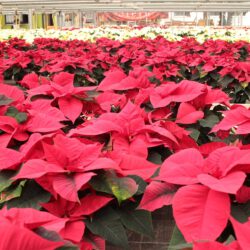 Weihnachtssterne in vielen Formen und Farben