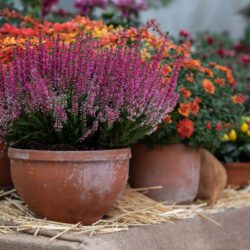 Farbspektakel: Herbstzauber für Balkon & Terrasse